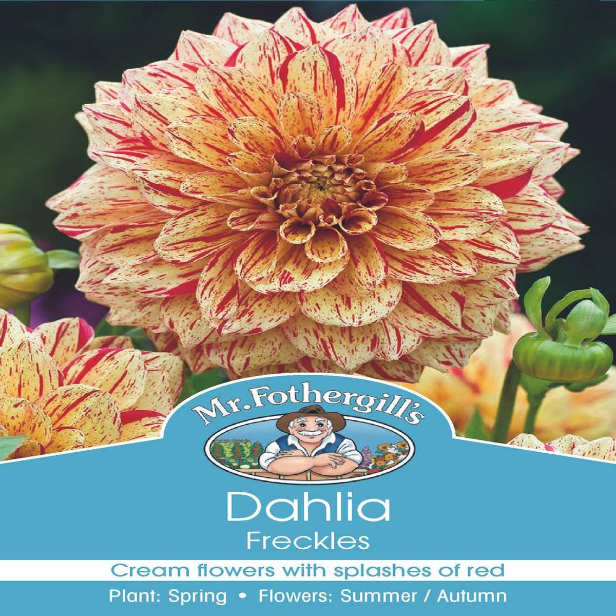 Dahlia 'Freckles'