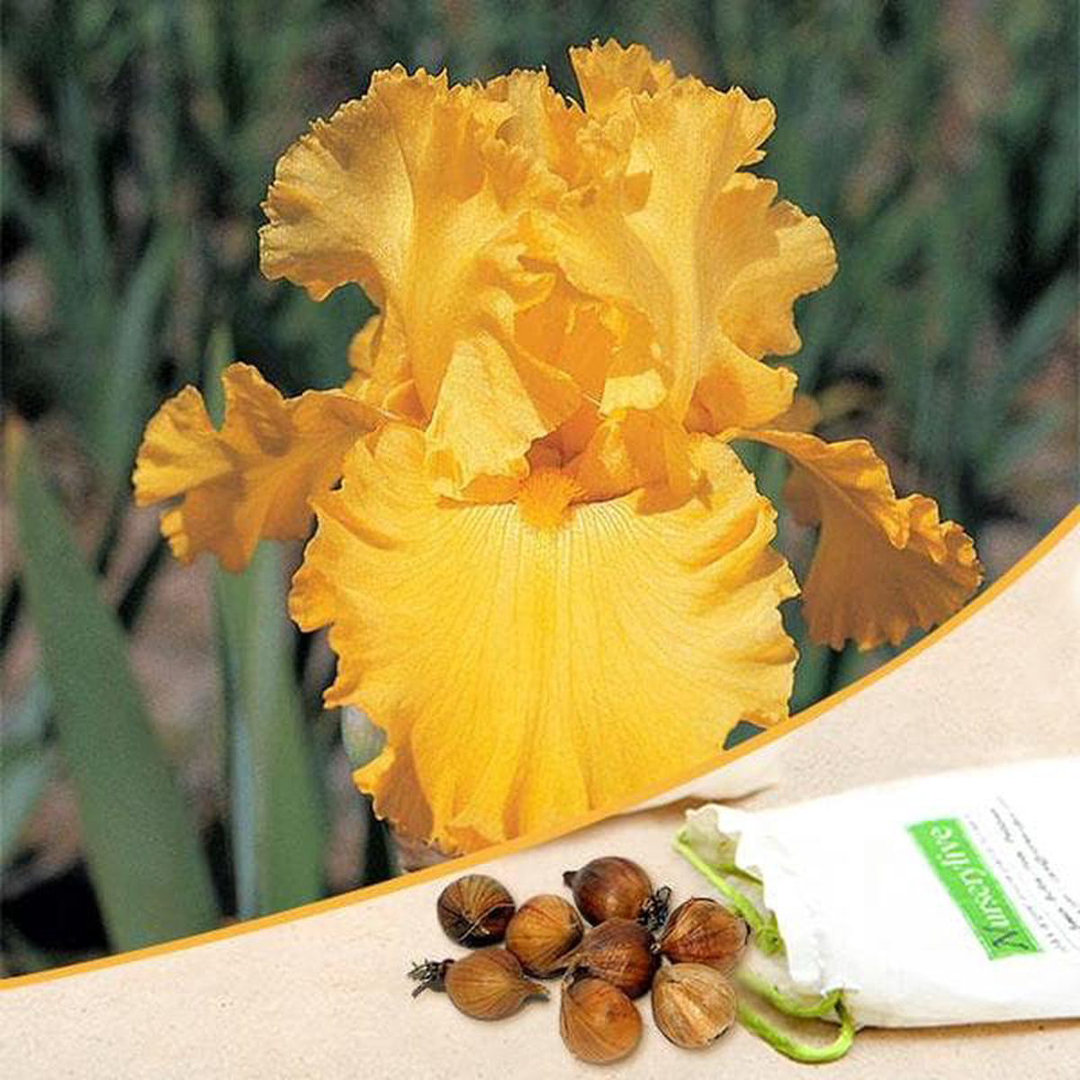 Iris Strong Gold (Yellow) 8211 Bulbs