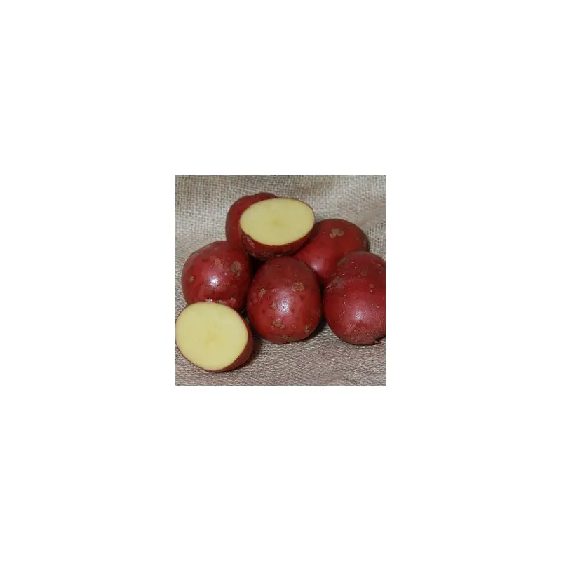 SETANTA SEED POTATO