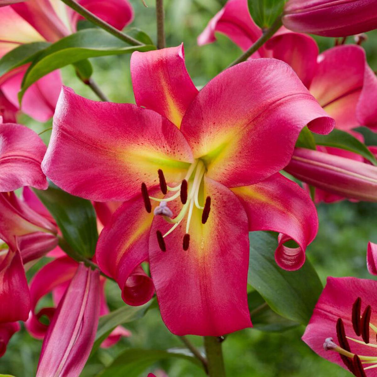 'Empoli' Lily