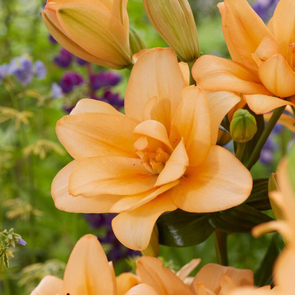 'Orange King' Lily (Lilium)