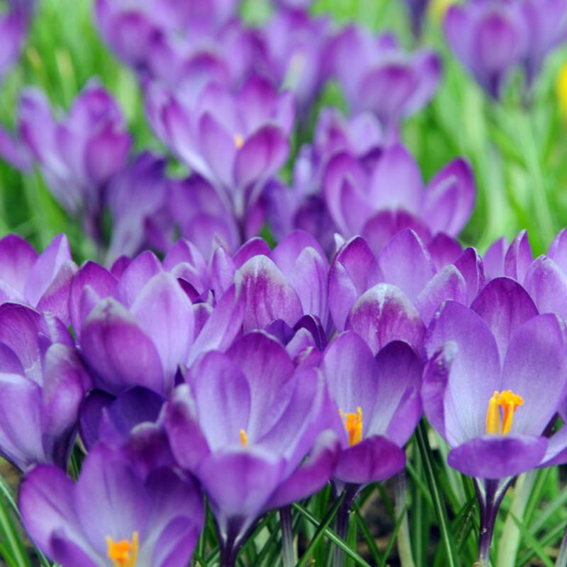 'Remembrance' Large Flowering Crocus