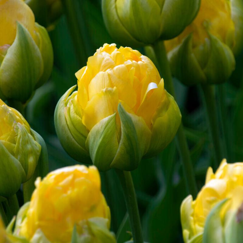 'Vanilla Coup' Double Peony Tulip