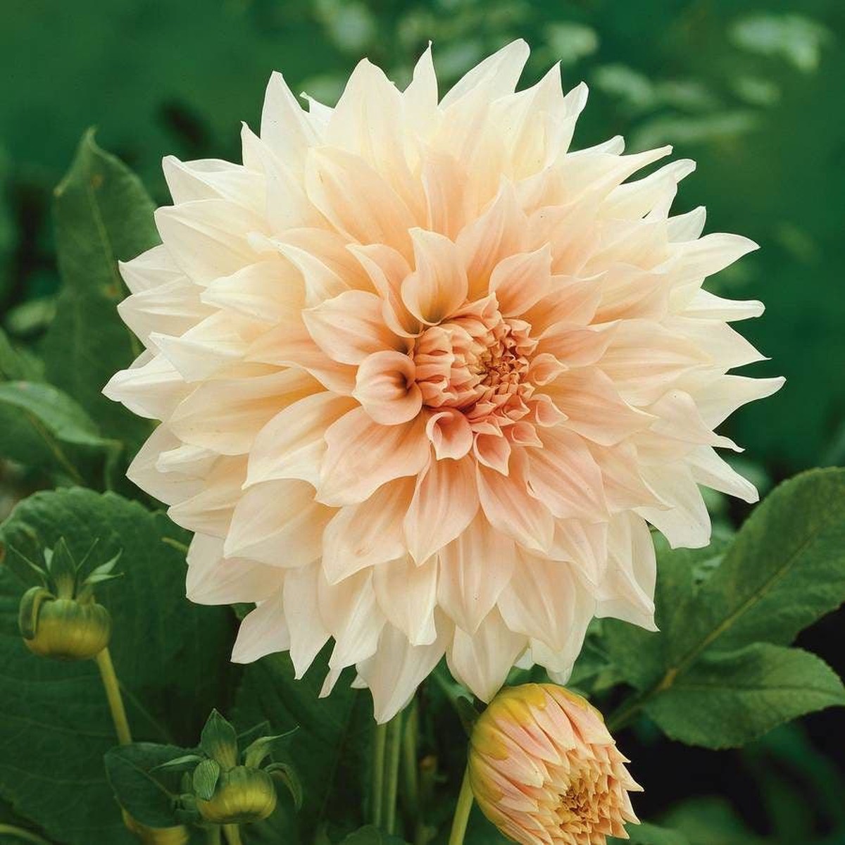 Cafe Au Lait Dahlia Bulb