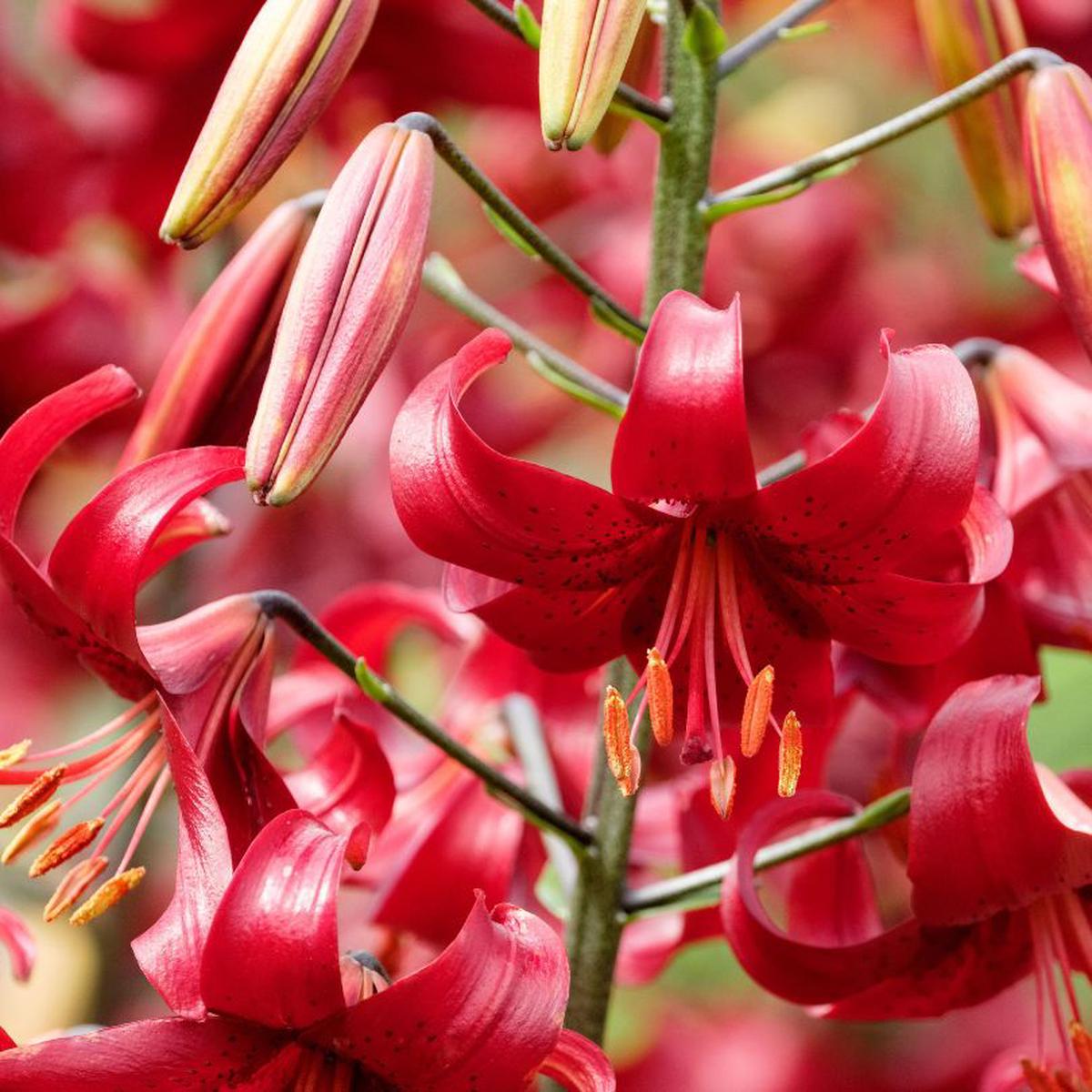 'Red Velvet' Lily