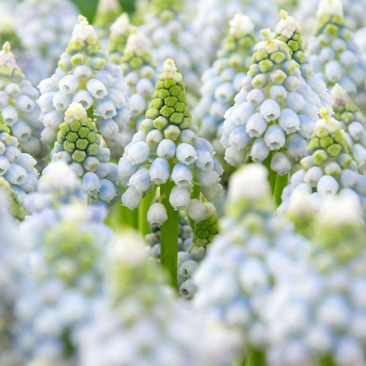Ocean Magic Grape Hyacinth Bulbs