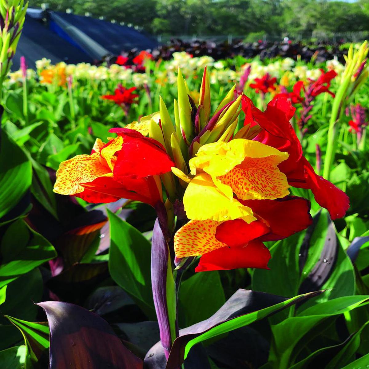 'Cleopatra' Canna Lily Bulbs