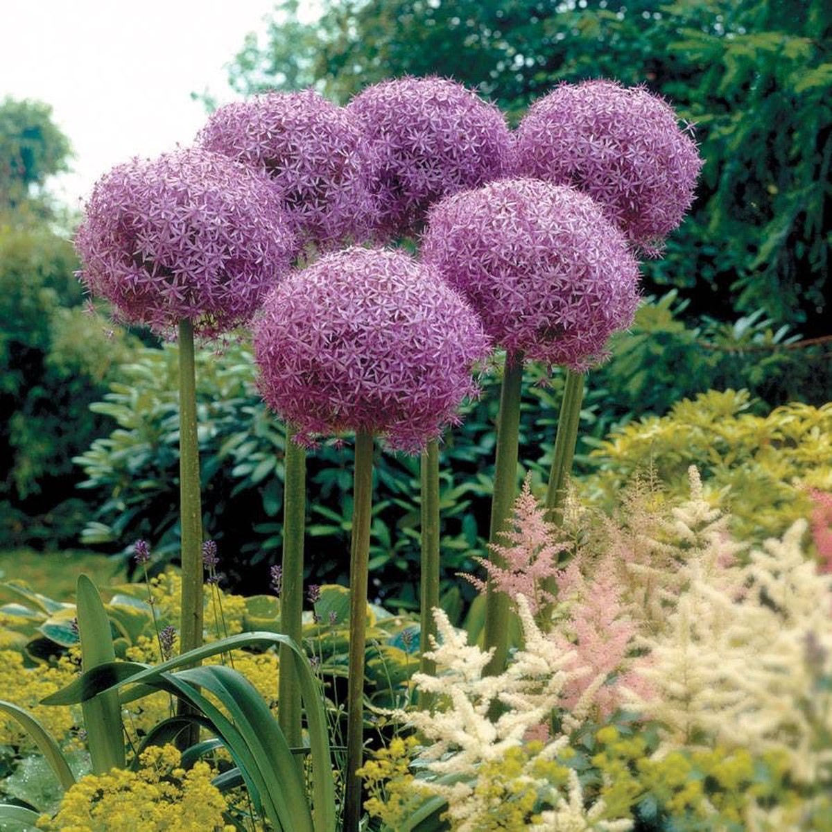 Globemaster Ornamental Onion Bulb