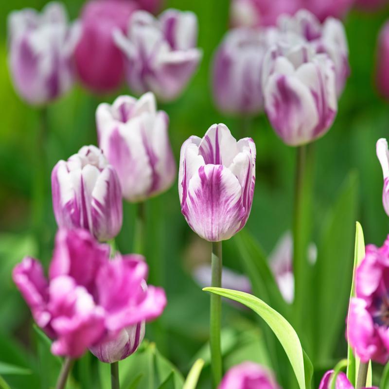 'Rem's Favorite' Triumph Tulip