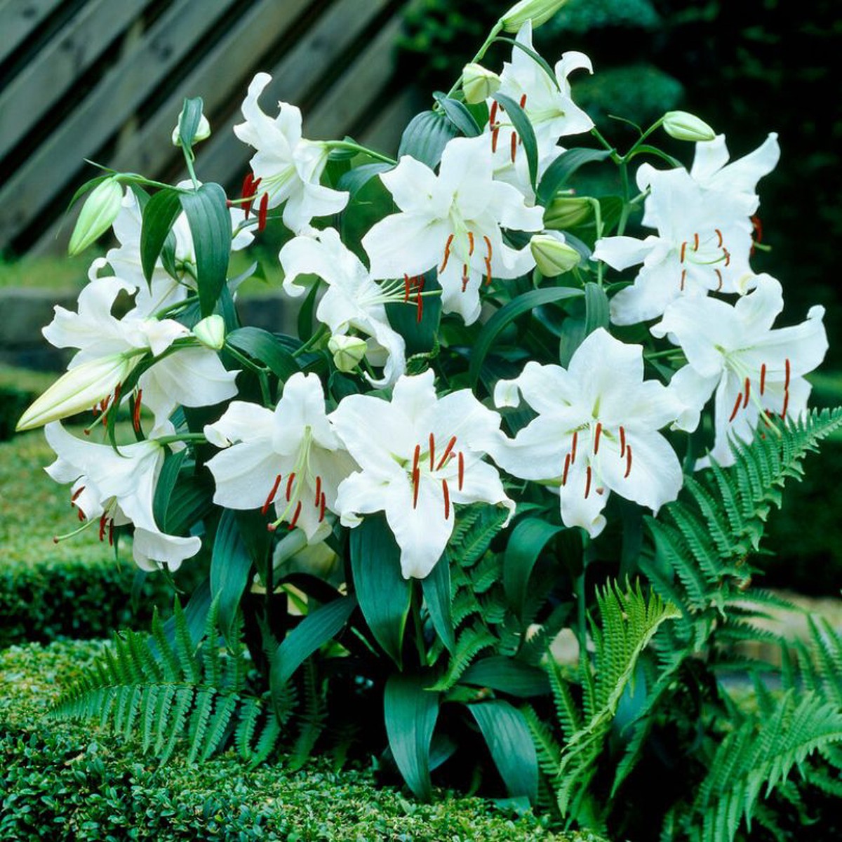 'Casa Blanca' Lily (Lilium)