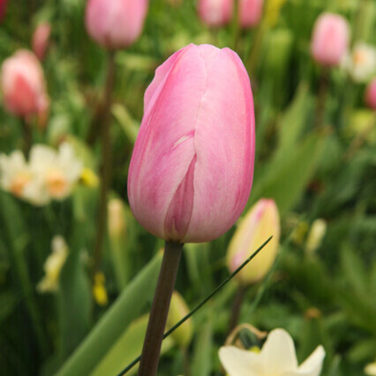 'Pink Impression' Tulip