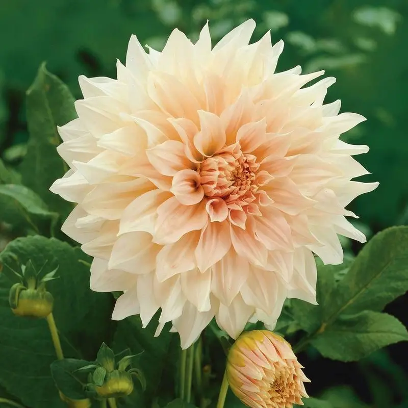 'Cafe Au Lait' Dahlia Bulb