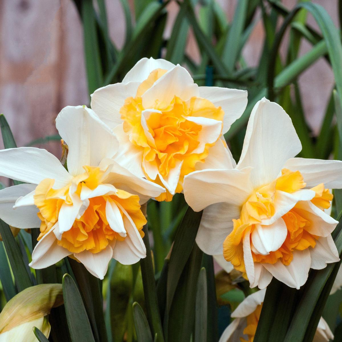 'Sweet Desire' Double Flowering Daffodil