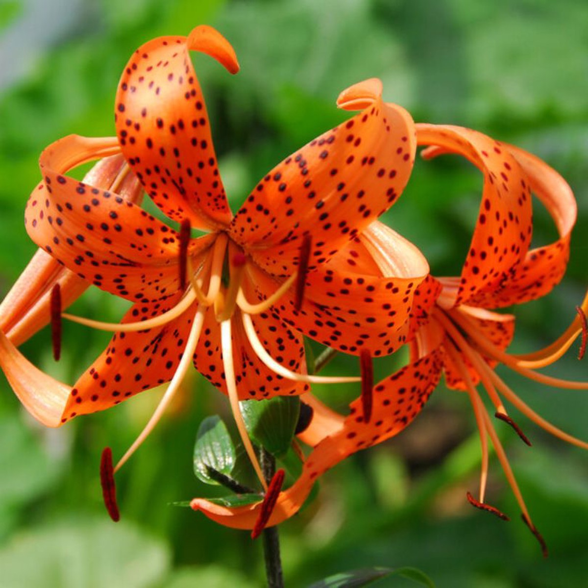'Splendens' Tiger Lily (Lilium)